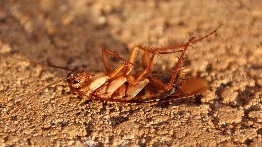 Las cucarachas buscan los espacios húmedos y por lo general salen de noche para conseguir alimento.(Pixabay)