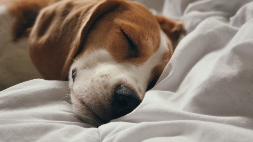 Compartir cama con tu perrito puede ser un momento reconfortante para ambos.(Unsplash)