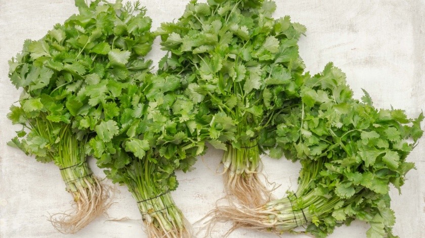 El cilantro aporta nutrientes de beneficio para la salud.(Unsplash)