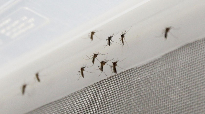 Una vez que salgan de las cajas, los mosquitos machos genéticamente modificados se mezclarán con la población local de su especie.(EFE.)