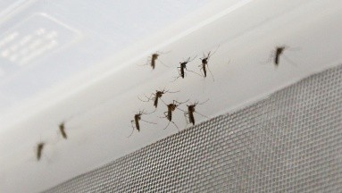 Comienza la primera prueba con mosquitos modificados genéticamente en EU