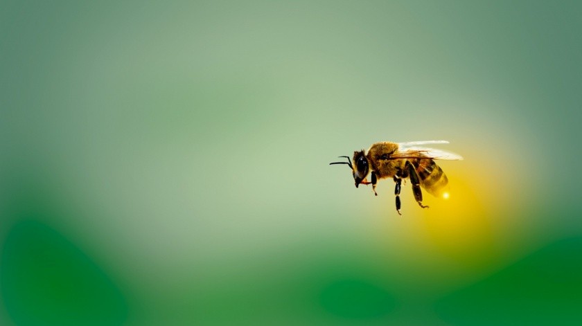 InsectSense ya ha desarrollado varios aparatos que puede entrenar simultánea y automáticamente a varias abejas para detectar el covid. (Pixabay.)