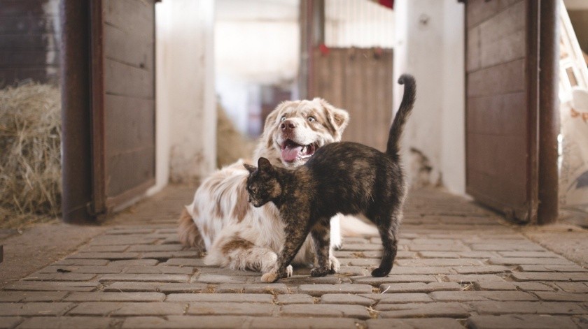 En el caso de los animales domésticos, los más populares como lo son los perros y gatos  también se puede contraer la enfermedad de Lyme.(Pixabay.)