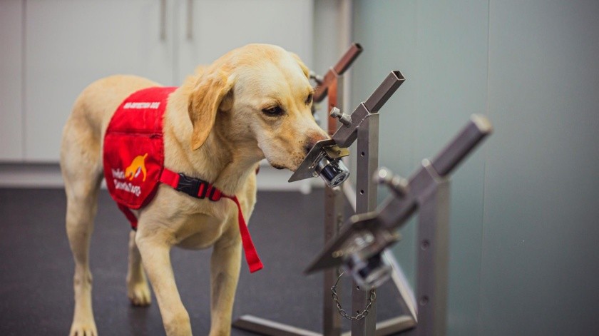 Utilizar perros para detectar el Covid-19 sería menos invasivo que las pruebas que se realizan actualmente.(EFE)