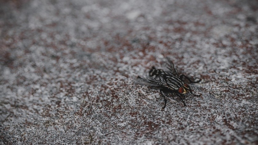 Esta trampa casera puede ayudarte a mantener lejos a las moscas y cuidar tu salud.(Unsplash)