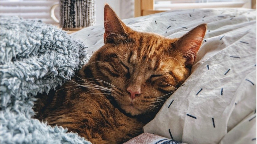 Los gatos tendrían un riesgo mayor de contagiarse Covid-19 si duermen con sus dueños.(Unsplash)