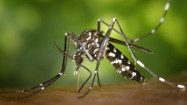 Dengue y Malaria: Microalgas podrían usarse como inmunización 