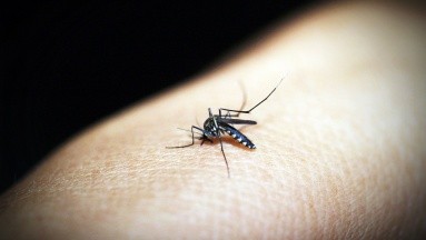 Mosquitos: Consejos para ahuyentarlos sobre todo en épocas de lluvia