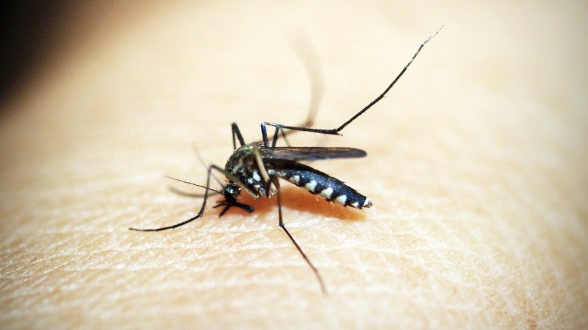 Investigadores encontraron un gen que ayuda al parásito de la malaria a protegerse de la fiebre.(Pexels)
