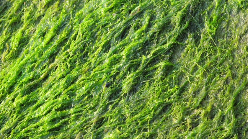 Las algas se pueden encontrar en las costas y ahora podrían combatir algunas enfermedades.(Pixabay.)