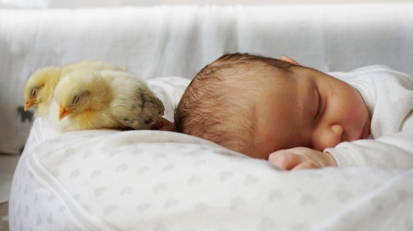 Las almohadas para la lactancia pueden causar asfixia.(Pixabay.)
