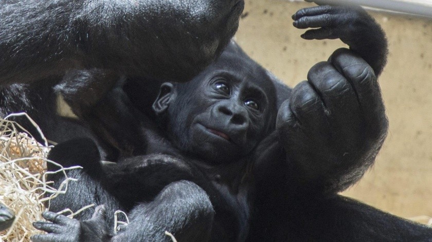 No es la primera vez que ocurre este contagio de covid en gorilas.(Pixabay.)