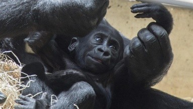 Covid: Gorilas de un zoo en EU dieron positivo; los tratan con anticuerpos monoclonales