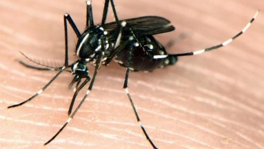 Casos de dengue y chikungunya siguen en aumento en Paraguay