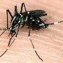 Casos de dengue y chikungunya siguen en aumento en Paraguay