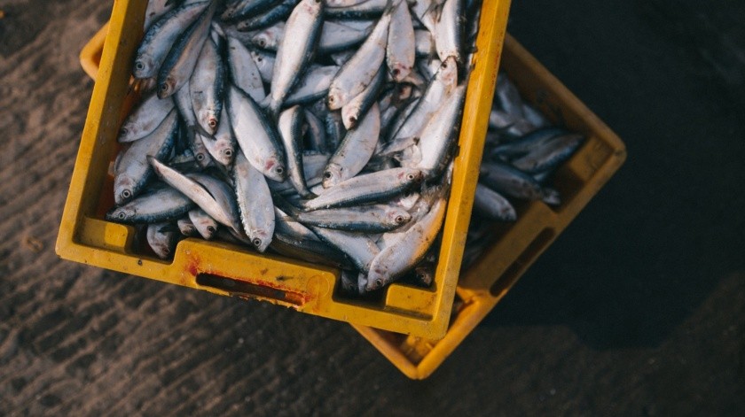 Comer pescados azules es lo más recomendable.(Pixabay.)