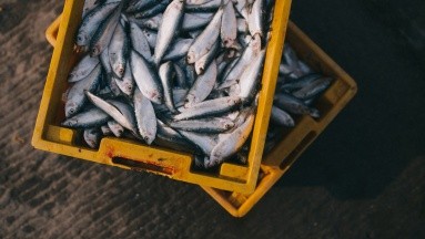 ¿Pescados azules o blancos? Descubre cuáles te aportan más