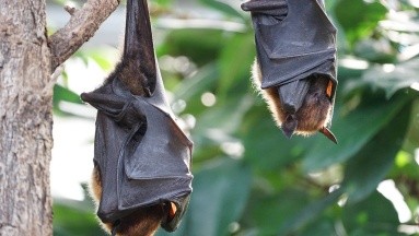 Revelan cinco especies de virus en murciélagos peligroso para humanos y animales