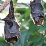 Revelan cinco especies de virus en murciélagos peligroso para humanos y animales