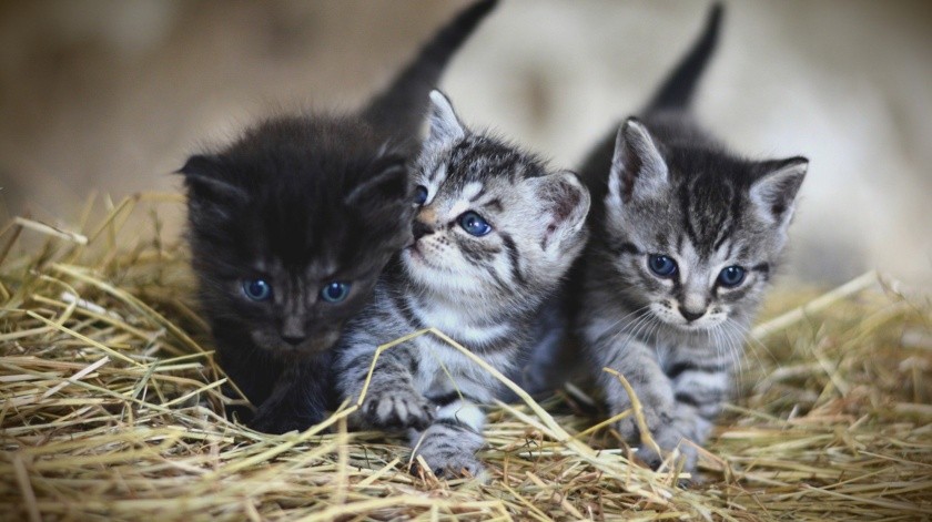 Hay que mantener los animales domésticos como gatos libres de pulgas.(Pixabay.)