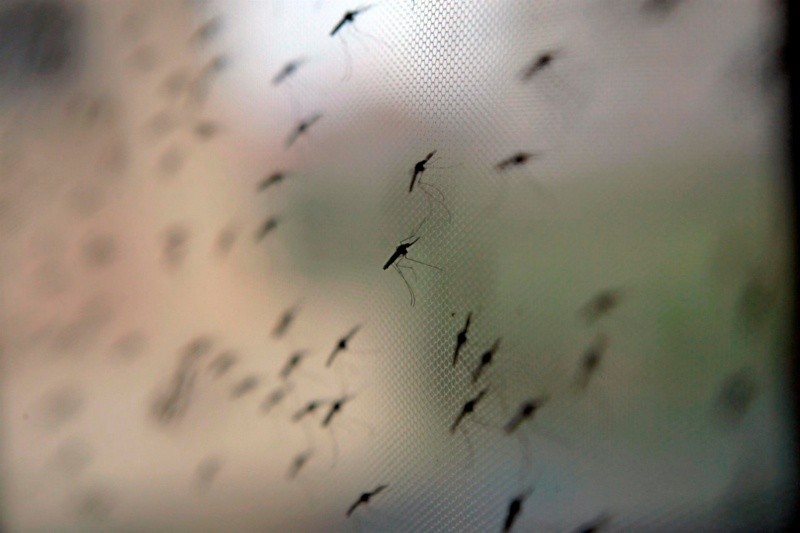 La malaria se transmite por mosquitos infectados. 