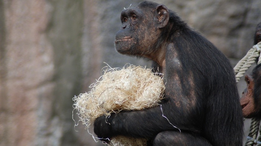 Investigadores detectaron lepra en chimpancés.(Pexels)