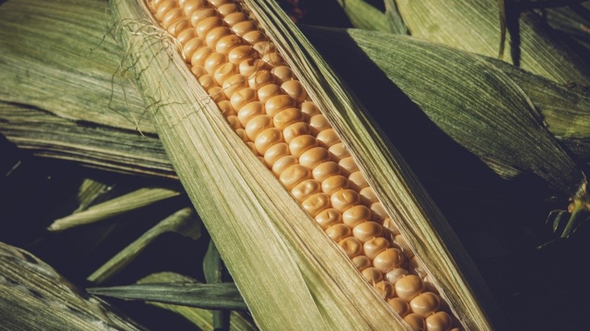 El maíz tiene muchas propiedades.(Pixabay.)