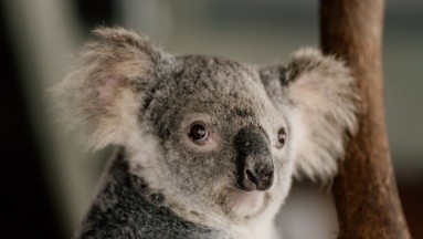Enfermedad de transmisión sexual causa la muerte de koalas en Australia: Experto