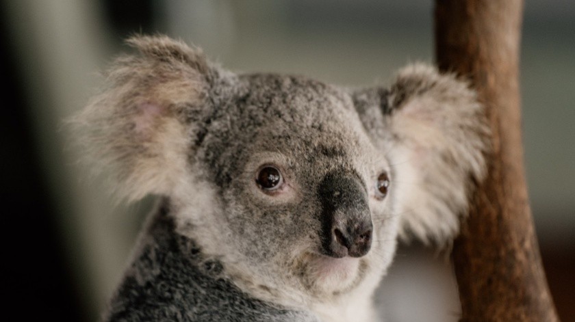 En Australia los koalas se están infectando de clamidia, una enfermedad de transmisión sexual.(Unsplash)