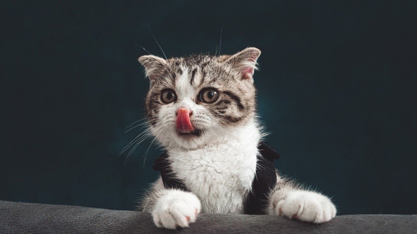 Los gatos tienes los dientes más afilados que los perros.(Pixabay.)