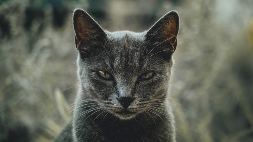 El estudio encontró que los gatos domésticos muestran trastornos psicópatas.(Unsplash)