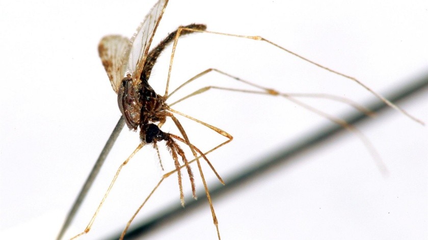 La malaria se transmite por un mosquito.(EFE.)