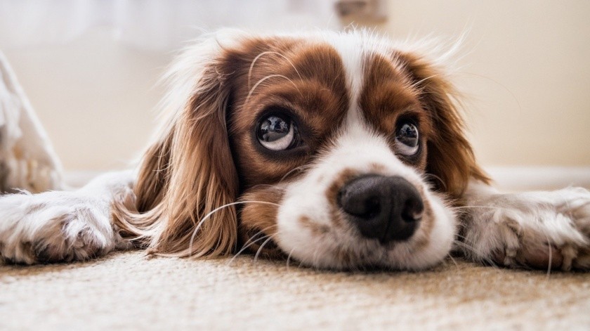 Tu perro puede sentirse más feliz recibiendo un mensaje.(Pixabay.)