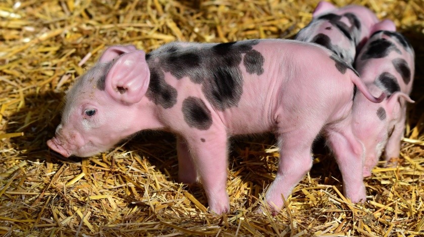 un corazón de cerdo genéticamente modificado implantan en un hombre.(Pixabay.)