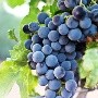 Agua de uva natural: Sigue la receta para preparar esta deliciosa bebida
