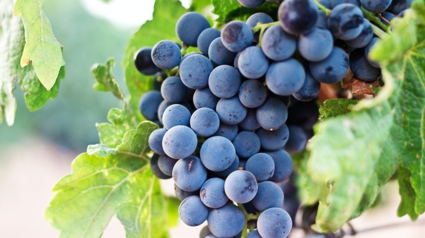 Aprovecha los nutrientes de las uvas con esta receta para preparar un agua de uva natural.(Unsplash)