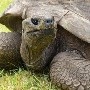 Jonathan, la tortuga que cumple 190 años