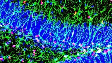 Encuentran mecanismo que promueve la creación de nuevas neuronas toda la vida