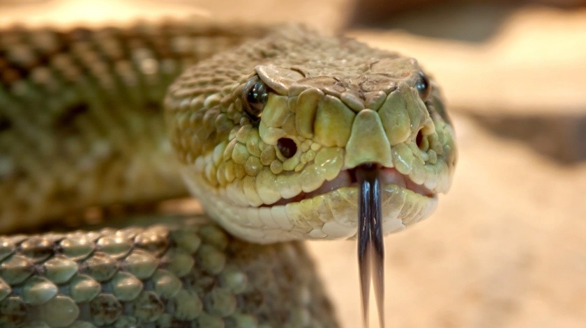 El veneno en serpientes puede apoyar a combatir un tipo de cáncer.(Pixabay.)