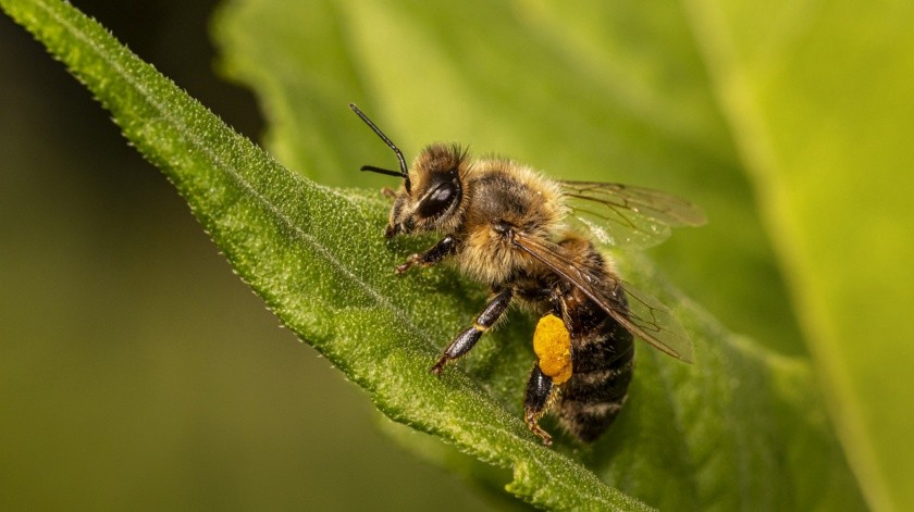 Las abejas tienen una  relación estrecha con la leche de almendras.(Pixabay.)