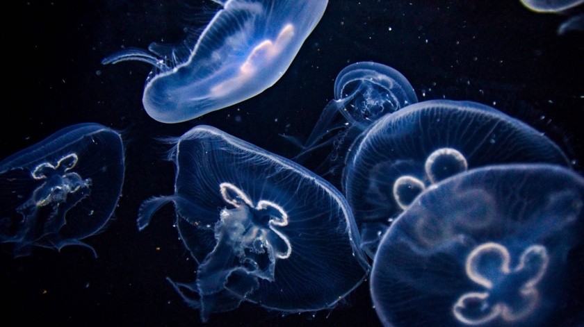 Las medusas e insectos y la importancia que le da la FAO a su consumo.(Pixabay.)