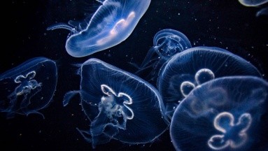 Insectos y medusas garantizarán la seguridad alimentaria global según FAO