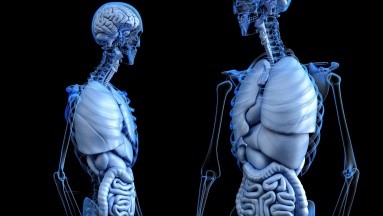 Revelan cuáles órganos tienden a envejecer más, tras estudio de científicos chinos