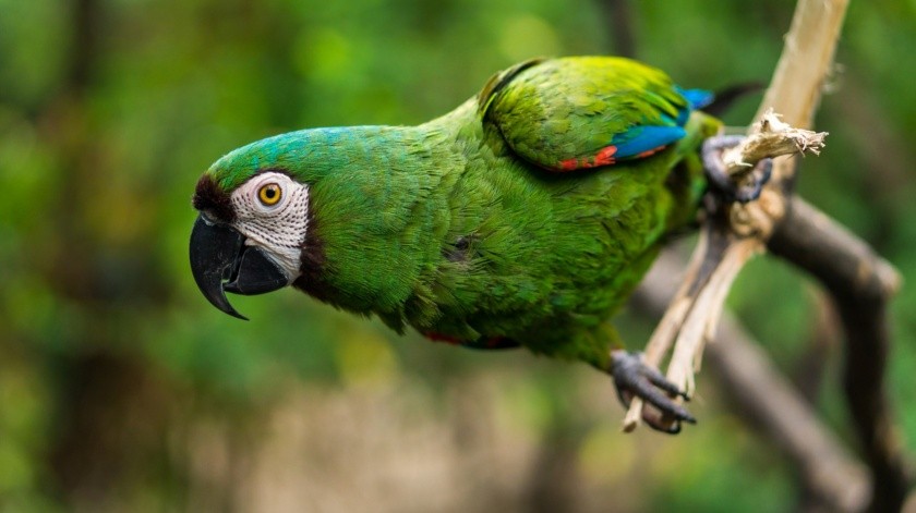 Algunos tipos de aves pueden causar la fiebre del loro.(Pixabay.)