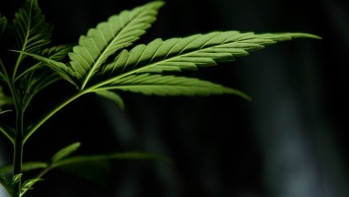 Cannabis medicinal se utilizará como tratamiento en pacientes del Teletón con epilepsia 