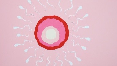Espermatozoides: Crean chip que ayuda a seleccionar los que sí funcionan