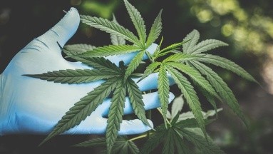 EU: Siete estudiantes hospitalizados por posible sobredosis con cannabis en productos comestibles