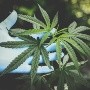 EU: Siete estudiantes hospitalizados por posible sobredosis con cannabis en productos comestibles
