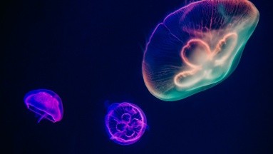 Picadura de aguamala o medusa: La orina no funciona; esto es lo que debes de hacer