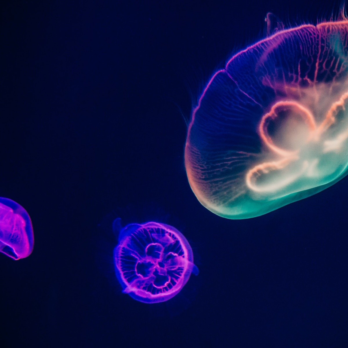 Picadura de aguamala o medusa: La orina no funciona; esto es lo que debes  de hacer | Mundo Sano | Noticias e información para un estilo de vida  saludable.